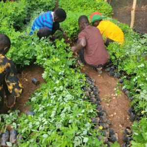 afforestation in semi arid areas