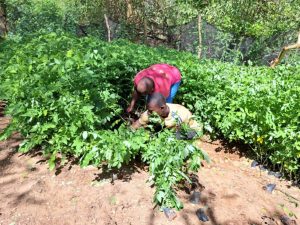 Planting trees in semi arid areas feedback response
