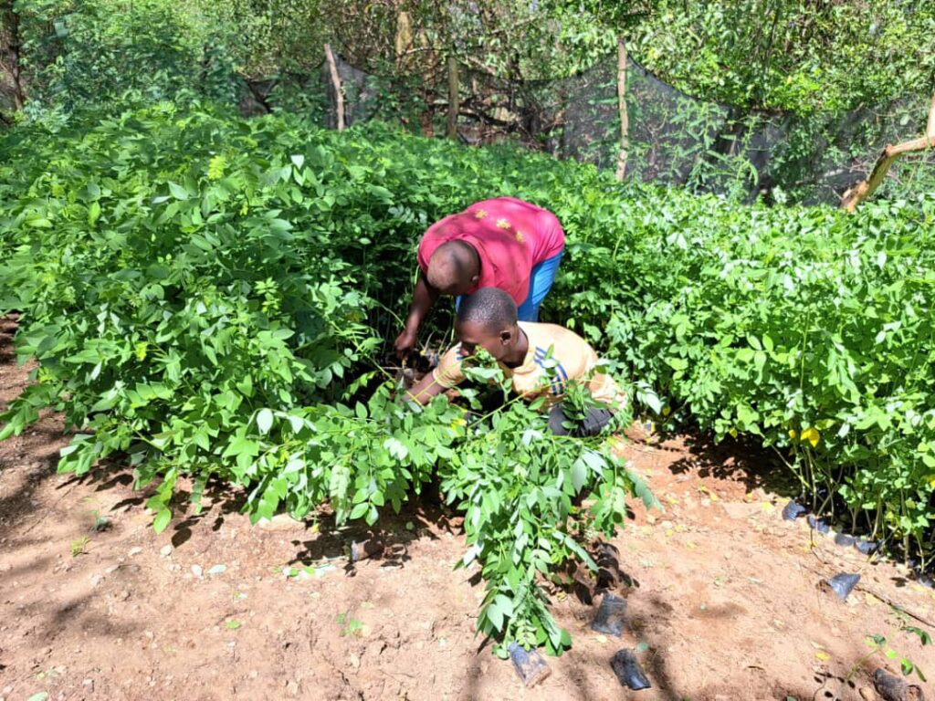 Planting trees in semi arid areas feedback response